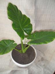 Кімнатні рослини