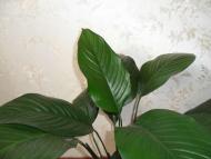 Кімнатні рослини