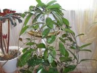 Кімнатні рослини