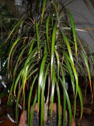 Кімнатні рослини