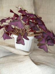 Кімнатні рослини