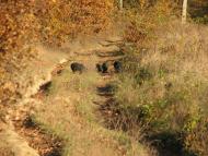 село Нижній Коропець Мукачівський район