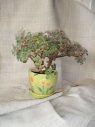 Кімнатні рослини