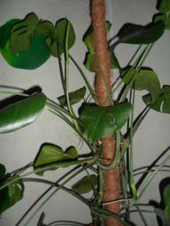 Кімнатні рослини