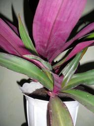 Кімнатні рослини