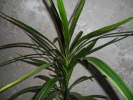 Кімнатні рослини