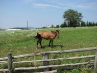 село Плоскановиця Мукачвського району