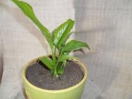 Кімнатні рослини