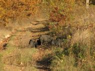 село Нижній Коропець Мукачівський район