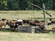 село Форнош Мукачівського району