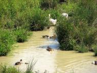 село Залужжя Мукачівського району