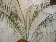 Кімнатні рослини