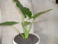 Кімнатні рослини