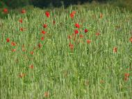 село Кучава Мукачівського района