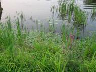 Паламаренкове.