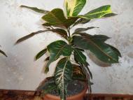 Кімнатні рослини