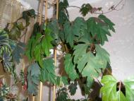 Кімнатні рослини