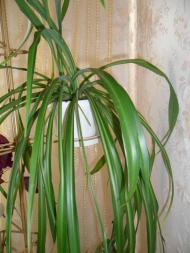 Кімнатні рослини