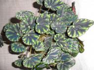 Кімнатні рослини