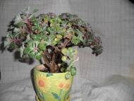 Кімнатні рослини