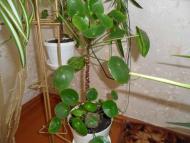 Кімнатні рослини