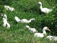 село Залужжя Мукачівського району