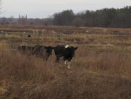 Поїзди гудуть за Ірпінню...