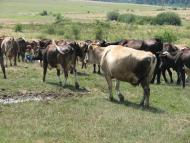 село Форнош Мукачівського району