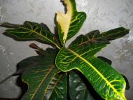 Кімнатні рослини