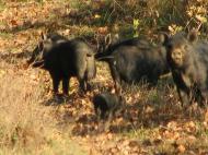 село Нижній Коропець Мукачівський район
