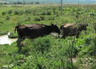 село Залужжя Мукачівського району