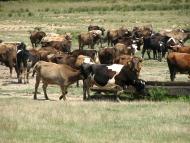 село Форнош Мукачівського району