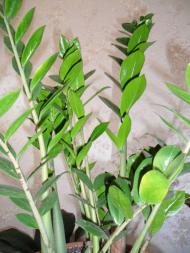 Кімнатні рослини