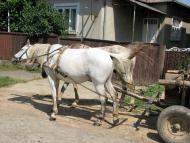 село Форнош Мукачівського району