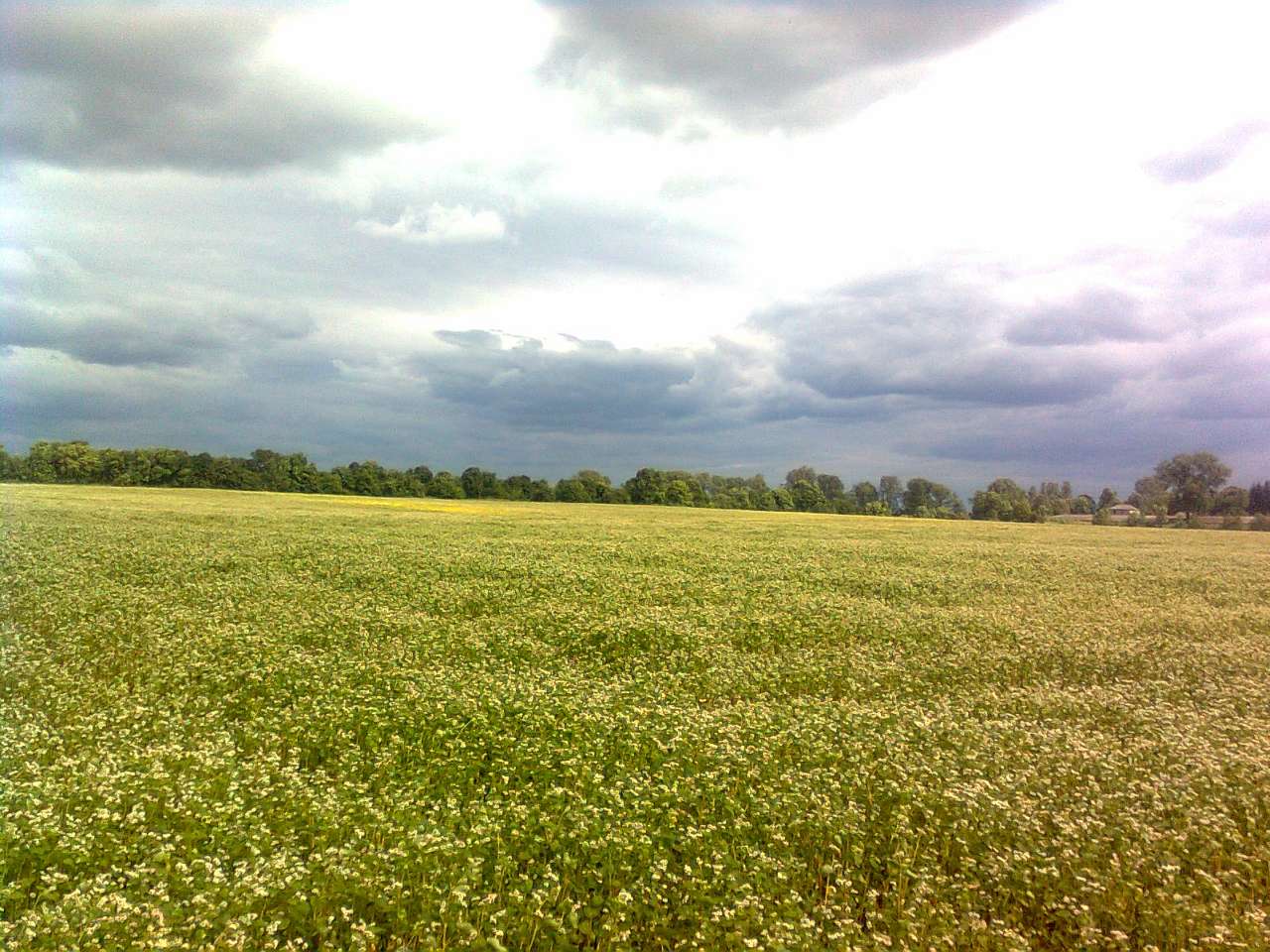 Батиїв чудовий - Батиїв