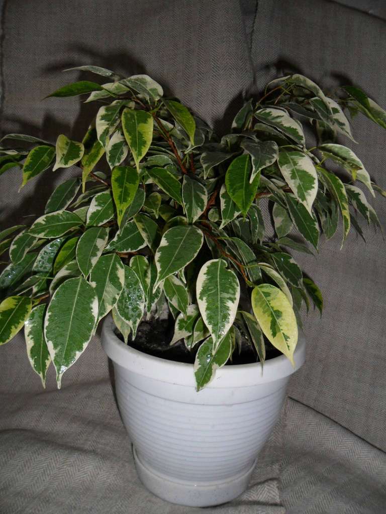 Кімнатні рослини - Берестечко