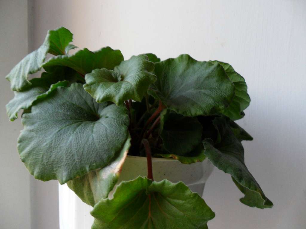 Кімнатні рослини - Берестечко