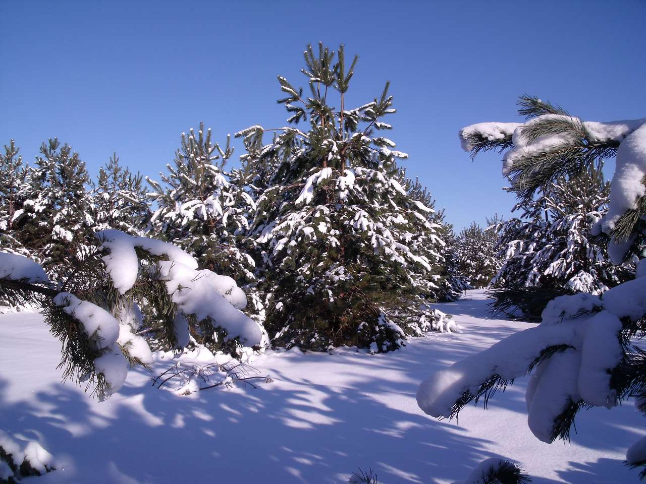 Мохначка - Мохначка