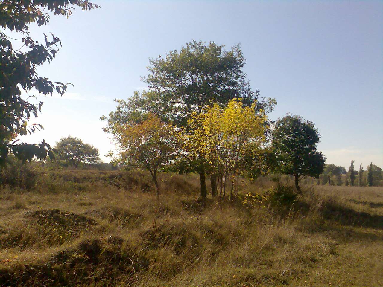 Золотые листопады - Івча