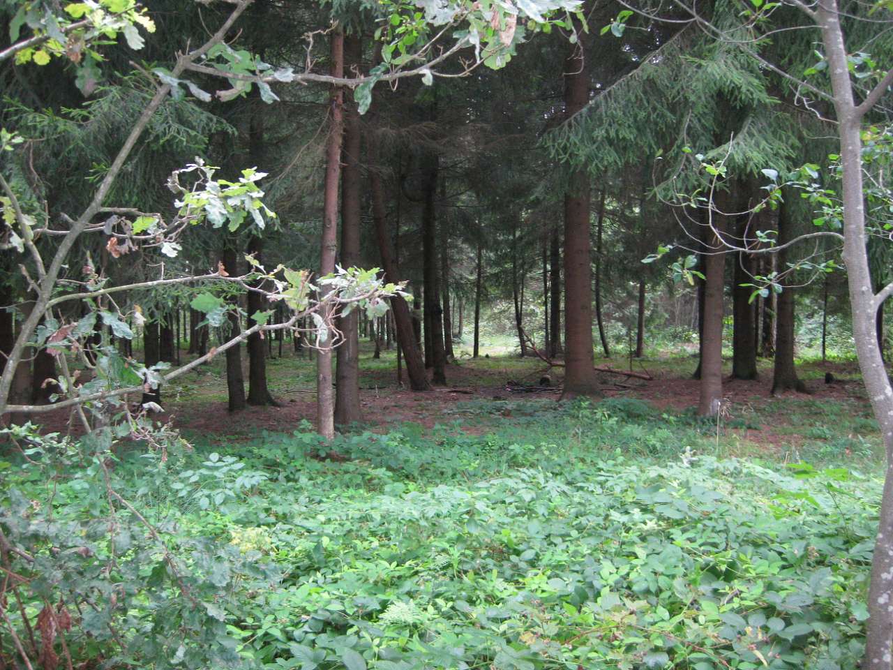 Батиїв чудовий - Батиїв