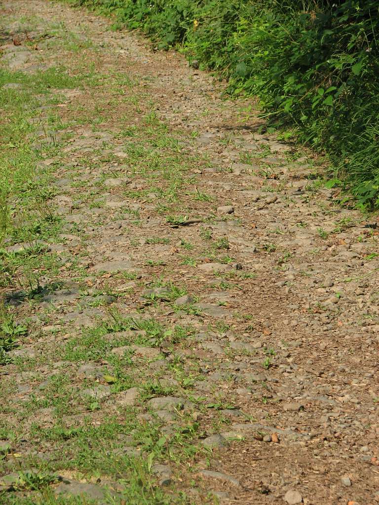 село Вільховиця Мукачівського району - Вільховиця