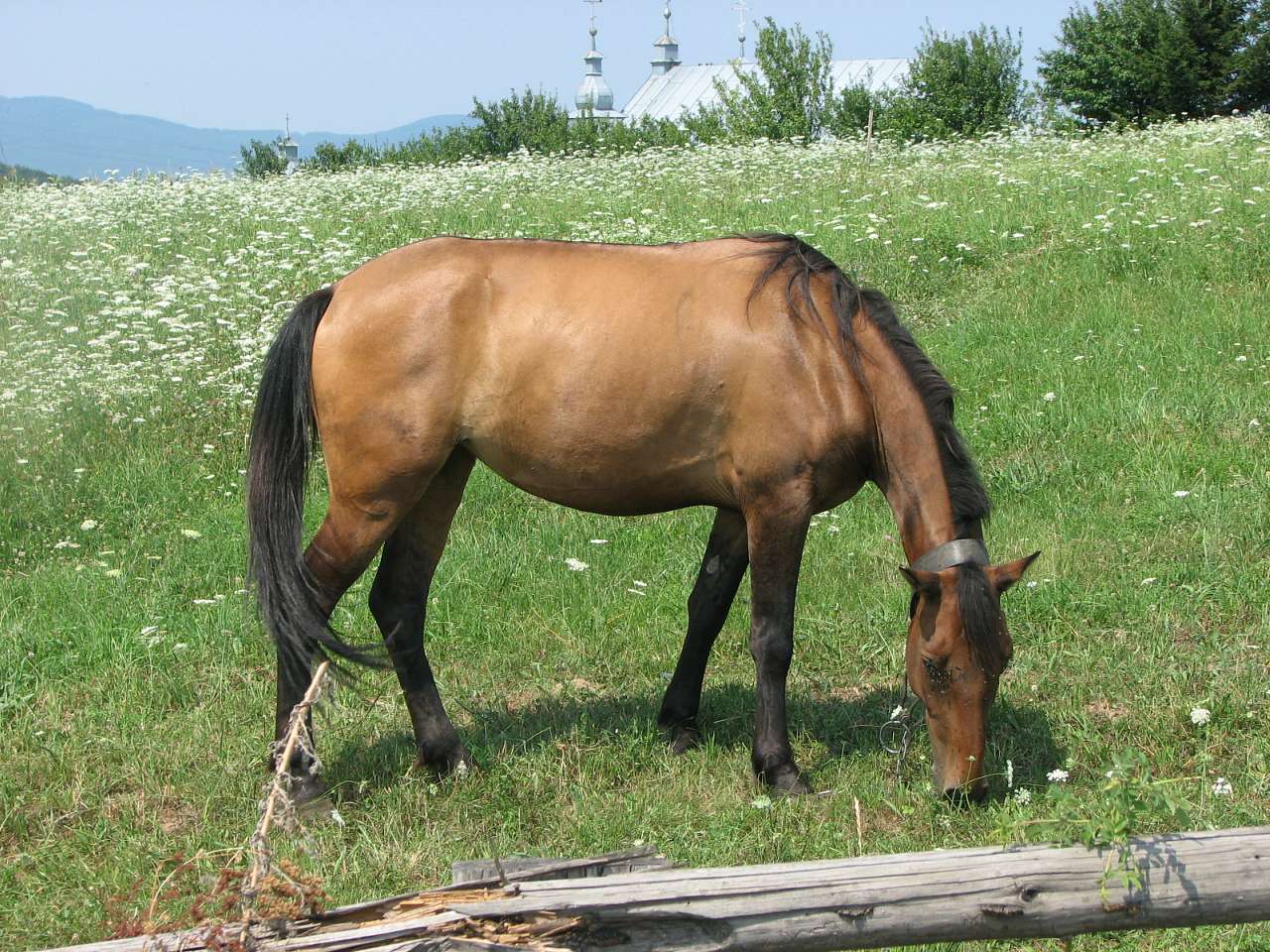 село Плоскановиця Мукачвського району - Плоскановиця