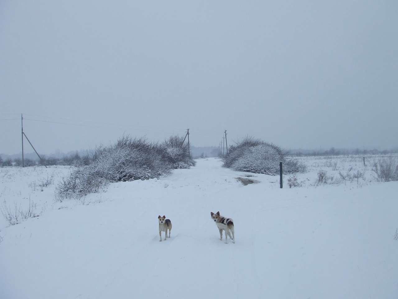 зоосвіт - Братківці