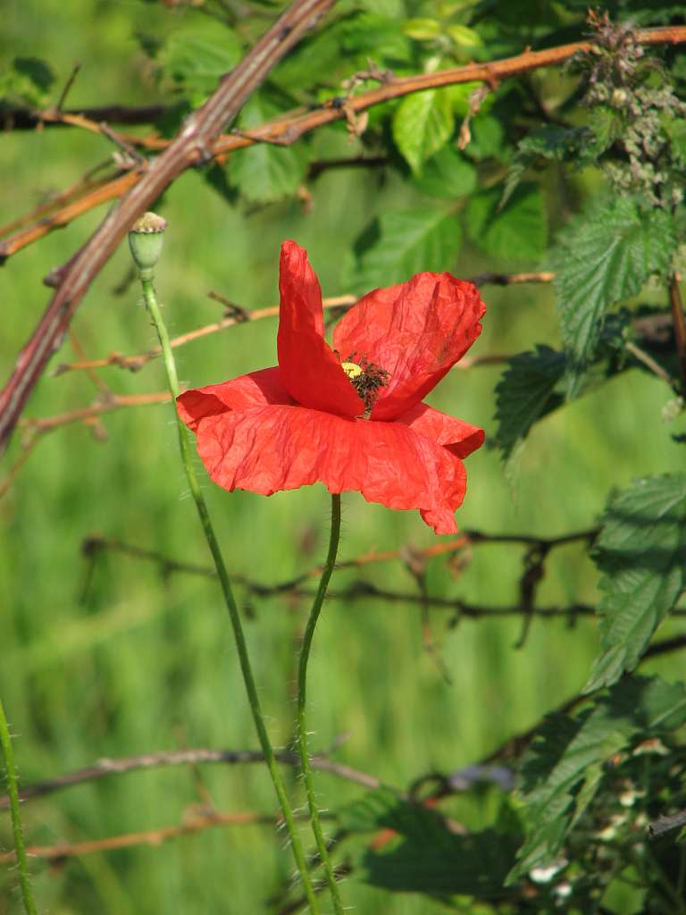 село Кучава Мукачівського района - Кучава