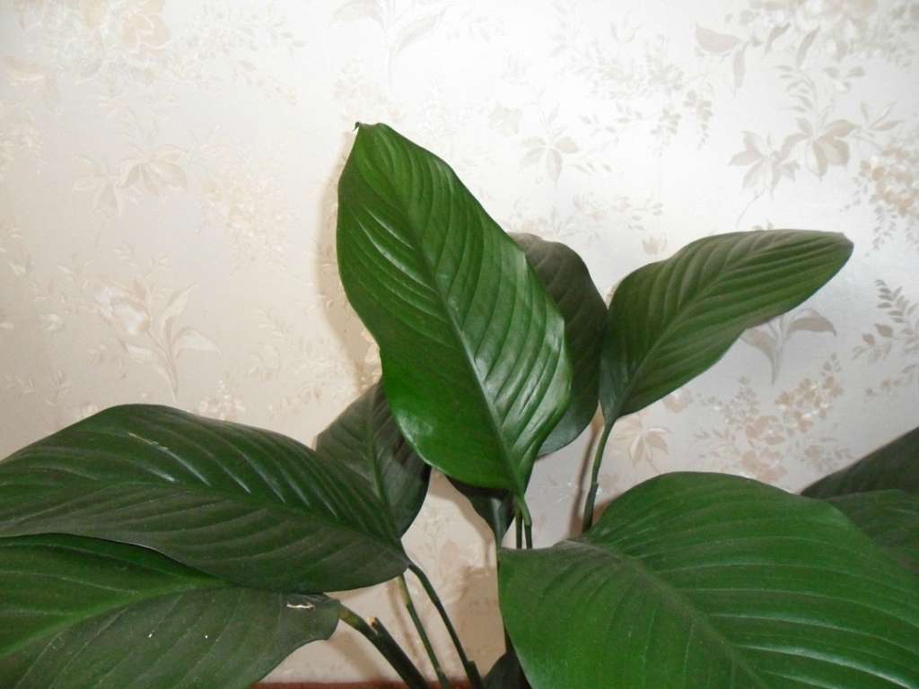 Кімнатні рослини - Берестечко