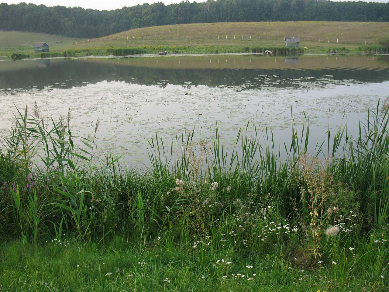 Паламаренкове. - Трибухи