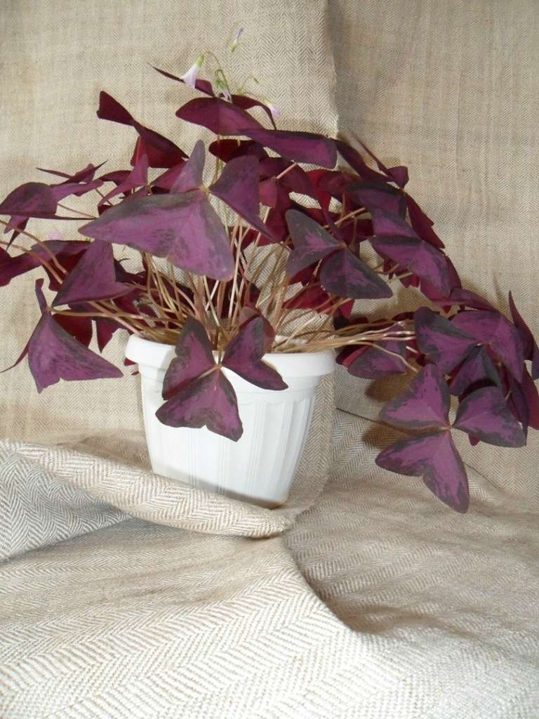 Кімнатні рослини - Берестечко