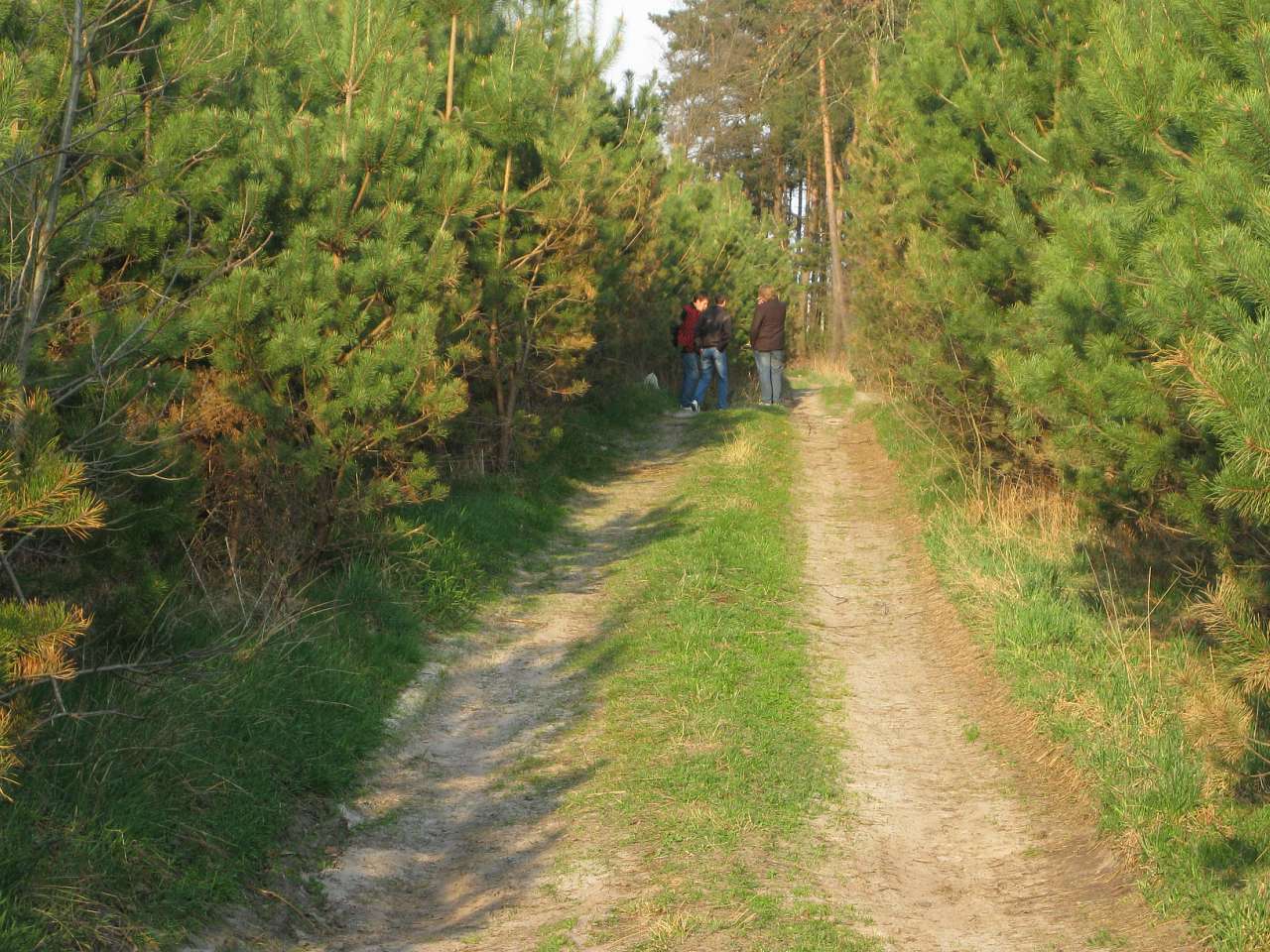 Батиїв чудовий - Батиїв