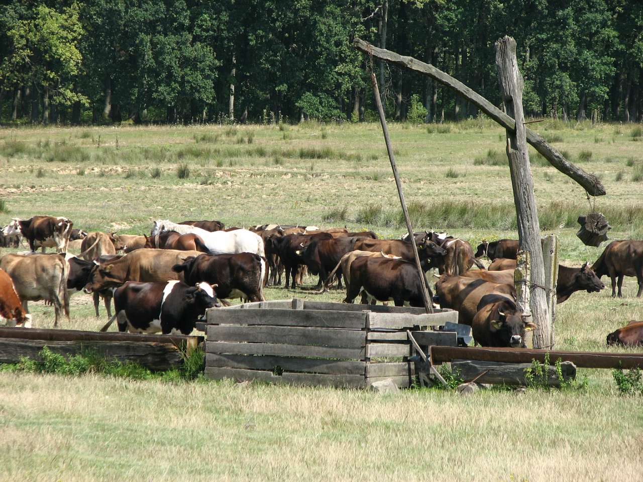 село Форнош Мукачівського району - Форнош
