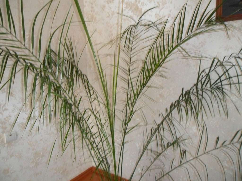 Кімнатні рослини - Берестечко